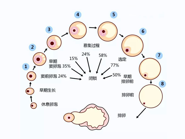 卵泡的发育过程示意图图片